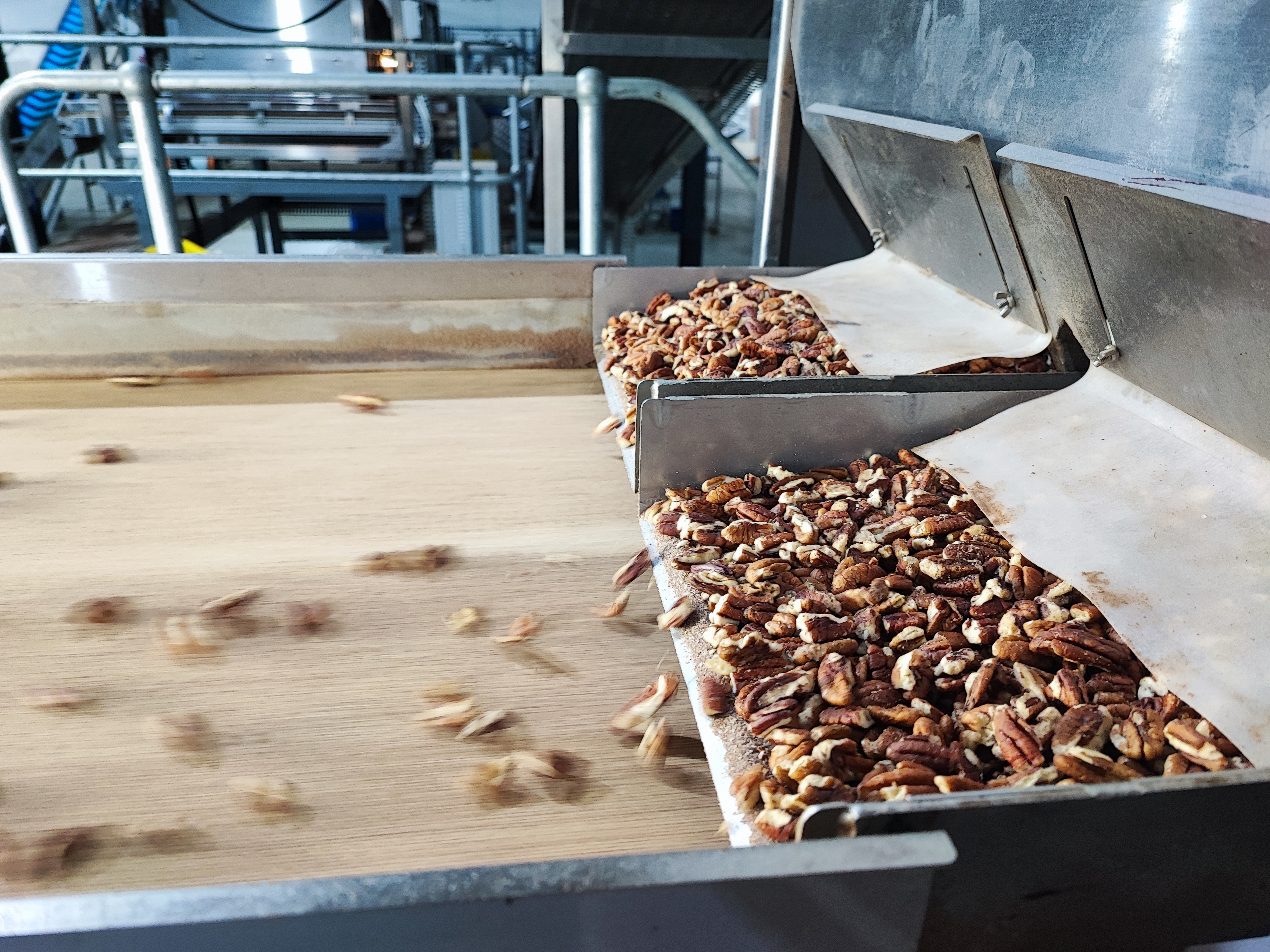 Shelled pecan kernels moving along a sorting line