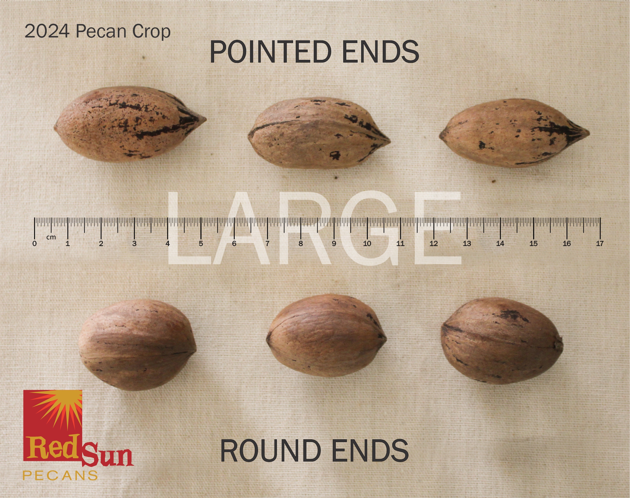 Unshelled Pecans (NIS): LARGE
